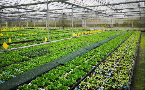 共享菜園入駐長江新區，智慧農業與生物質能服務賦能綠色生活