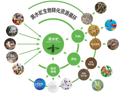 廣東發(fā)布團(tuán)標(biāo) 推動廚余垃圾養(yǎng)殖黑水虻產(chǎn)業(yè)化，探索生物質(zhì)能服務(wù)新路徑